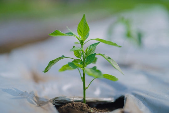 農薬除去や無添加にこだわる理由